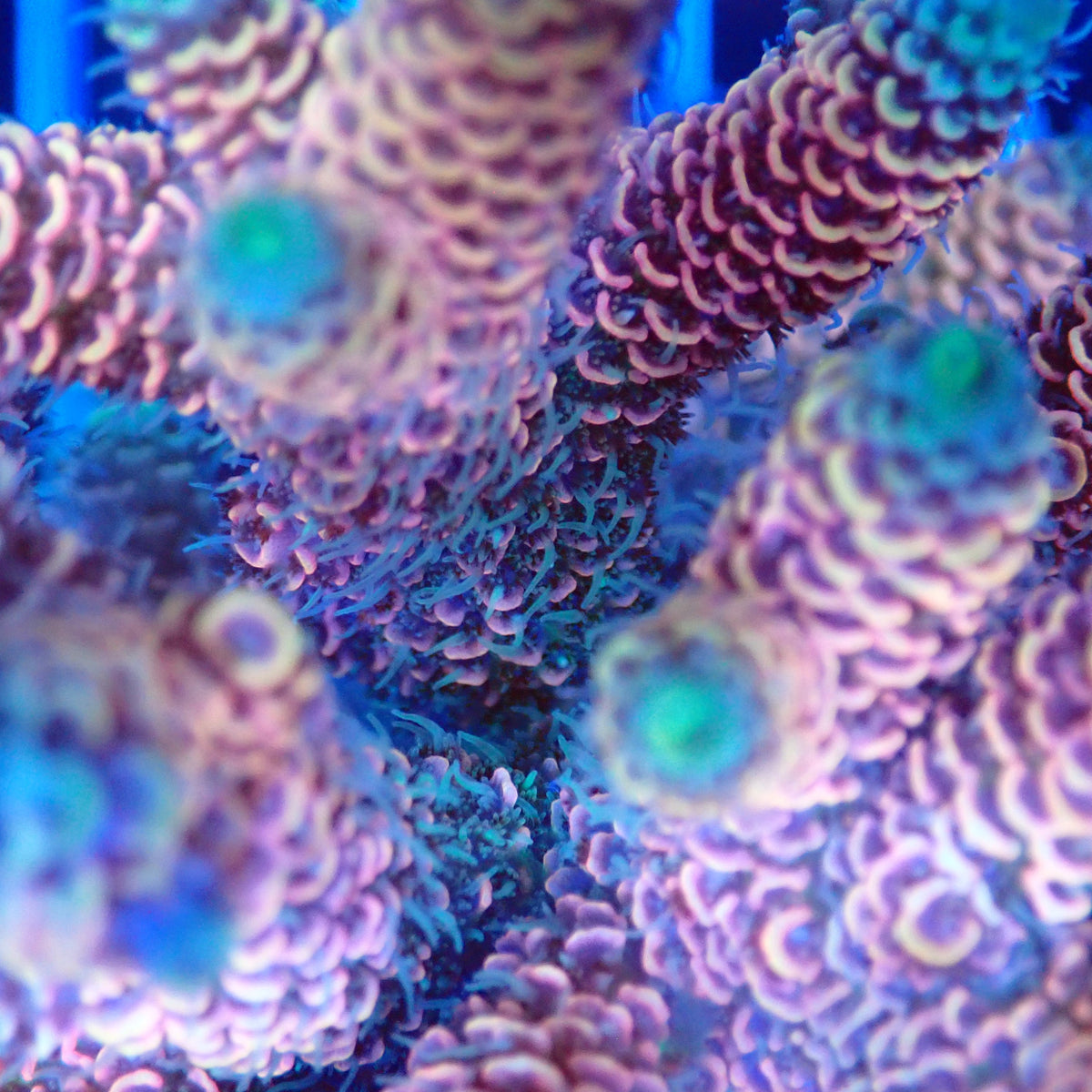 Acro Colony A3 macro