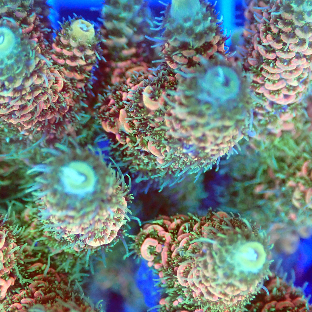 Acro Colony A4 macro