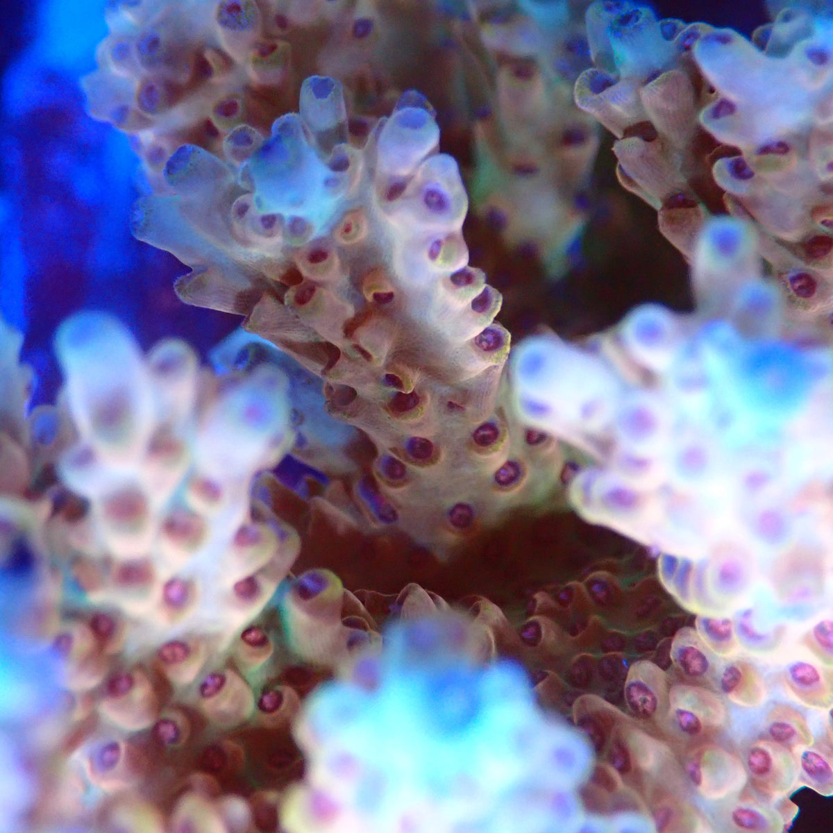 Acro Colony A6 macro