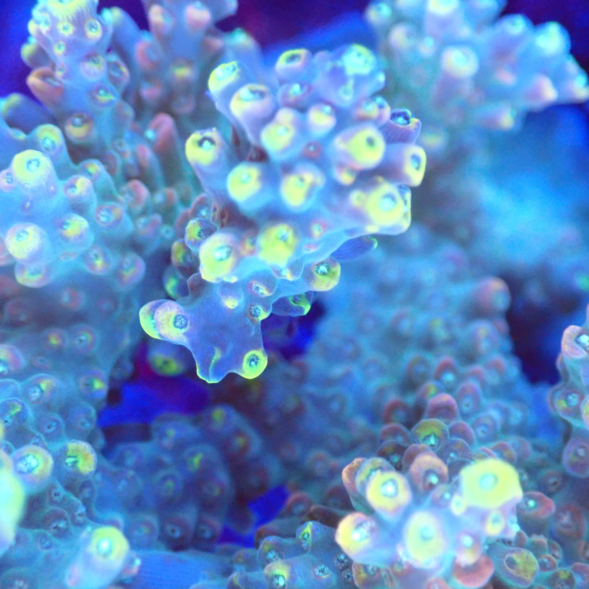 Acro Colony A8 macro