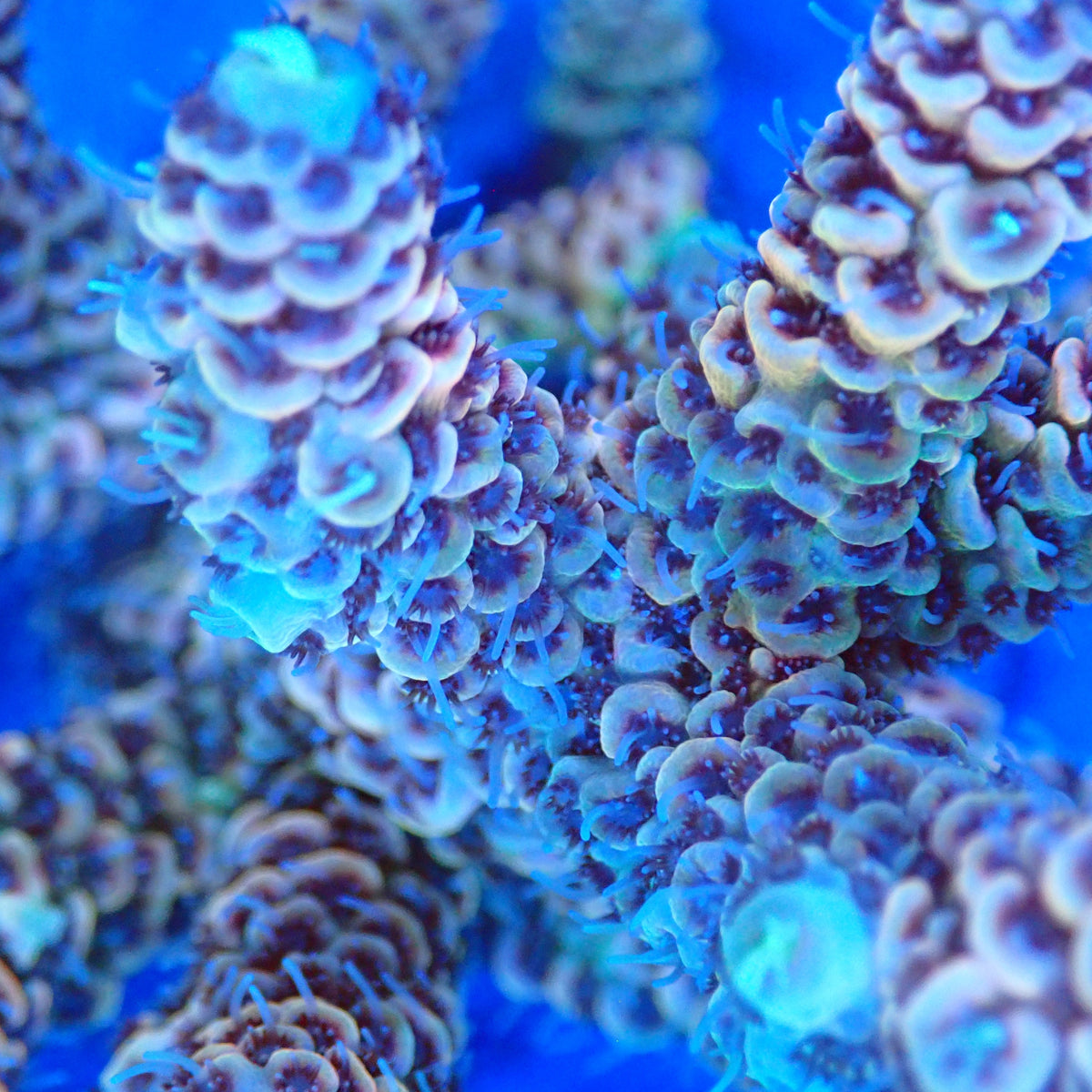 Acro Colony A9 macro