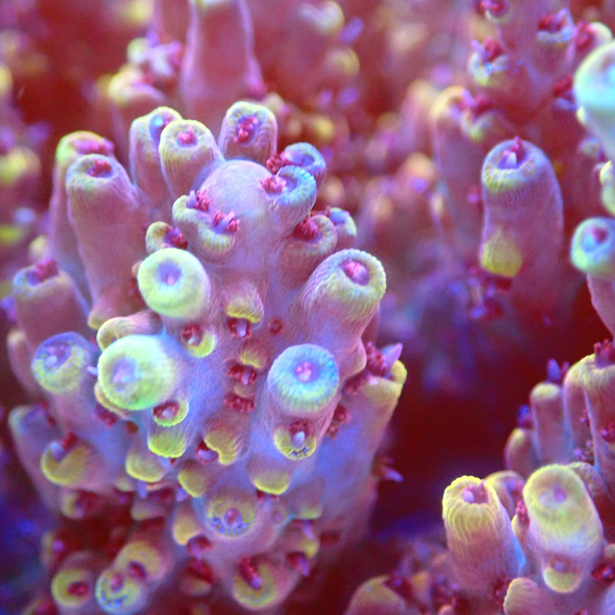Acro Colony B1 macro