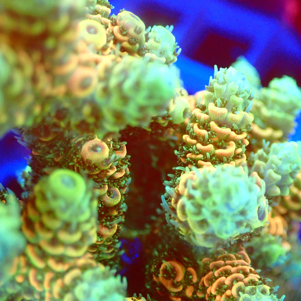 Acro Colony B10 macro