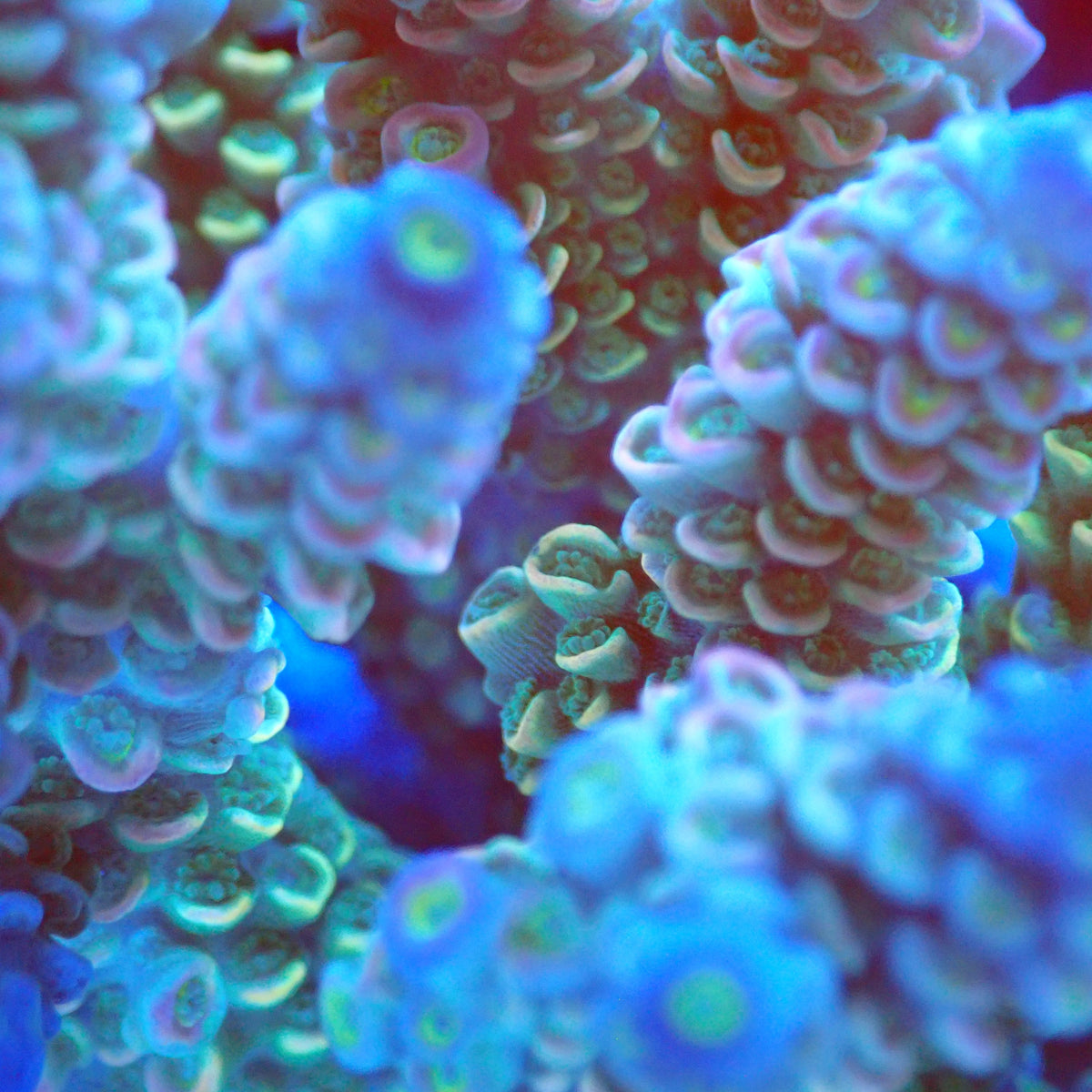 Acro Colony B11 macro