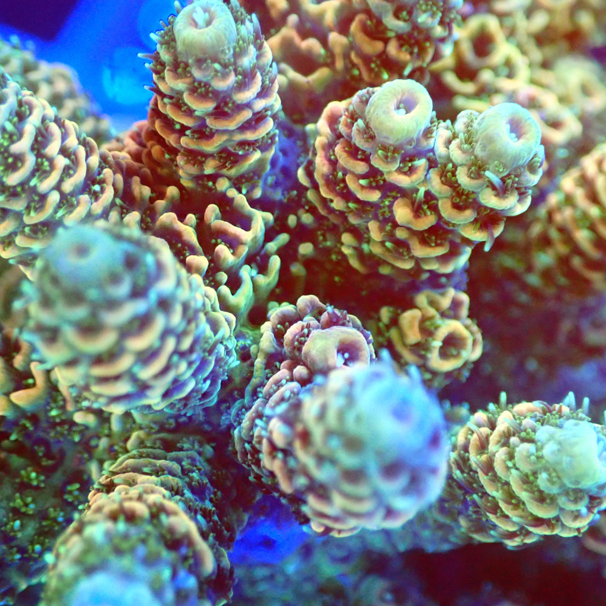 Acro Colony B12 macro