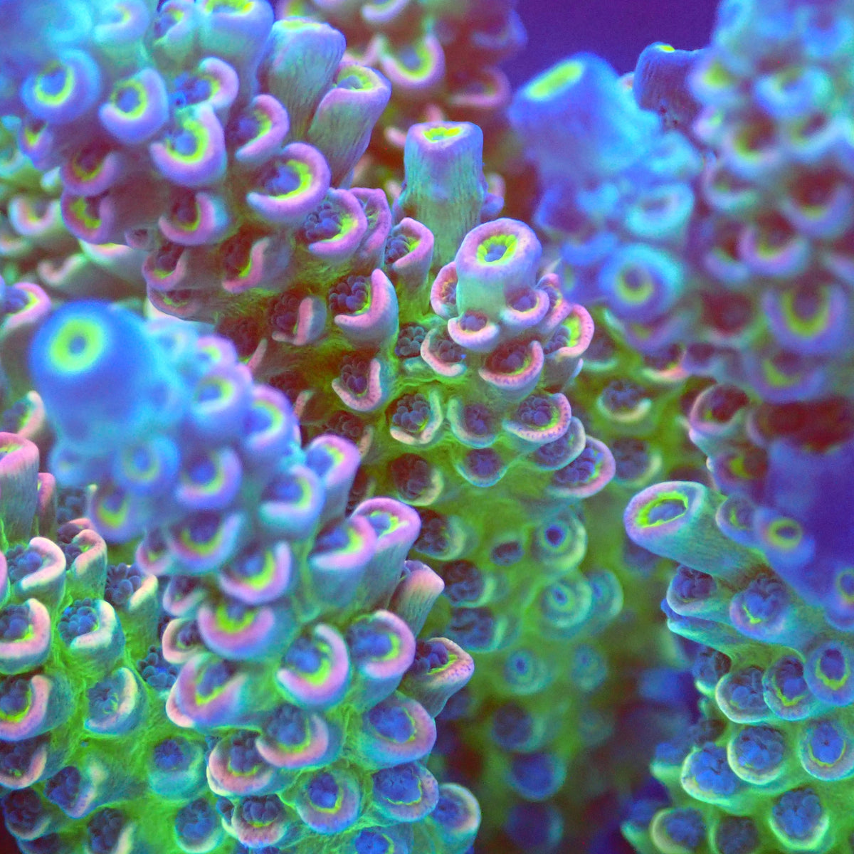 Acro Colony B3 macro