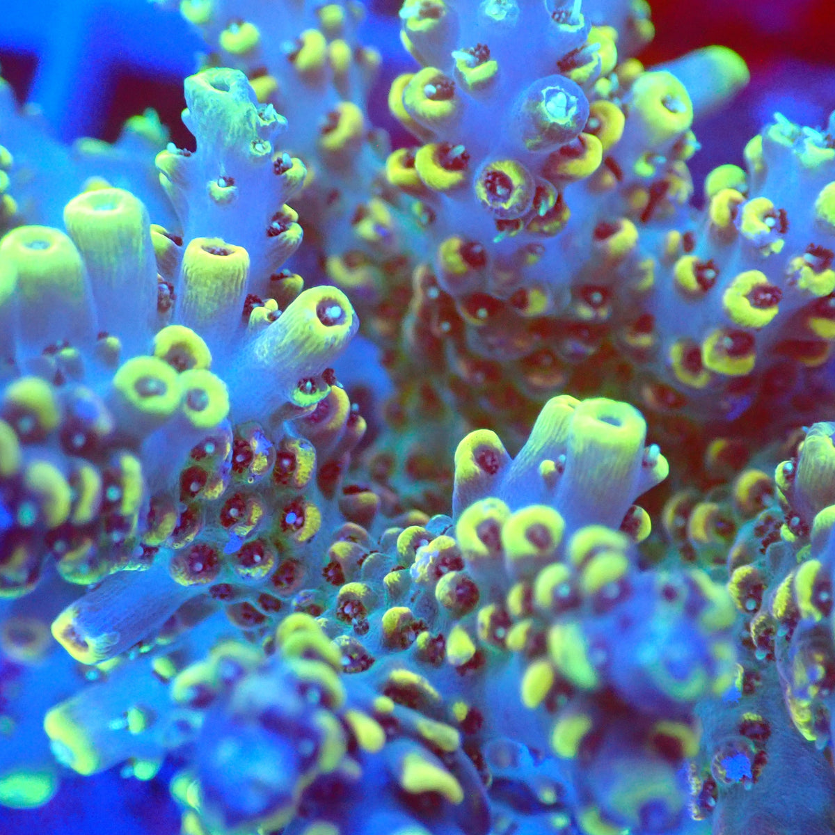 Acro Colony B4 macro