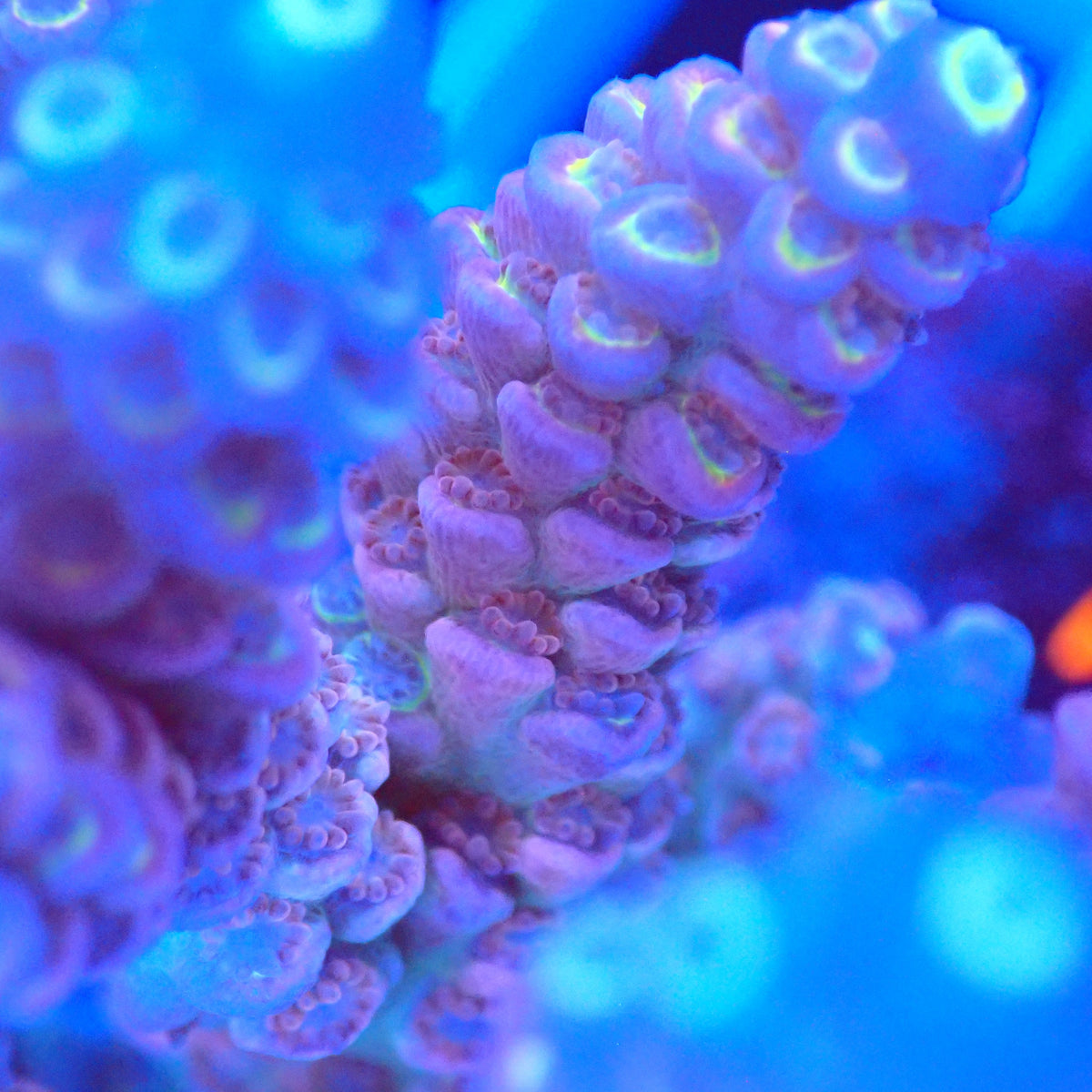 Acro Colony B6 macro