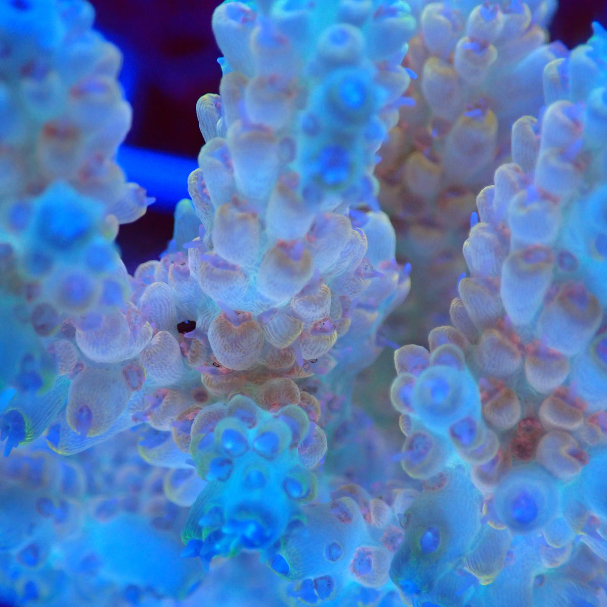 Acro Colony B7 macro