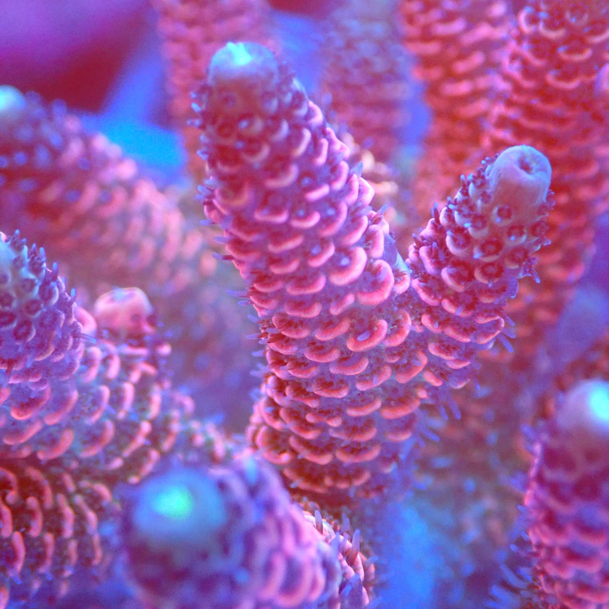Acro Colony B8 macro