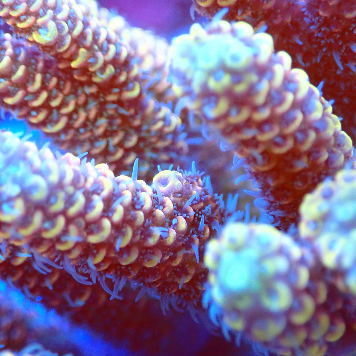 Acro Colony C1 macro