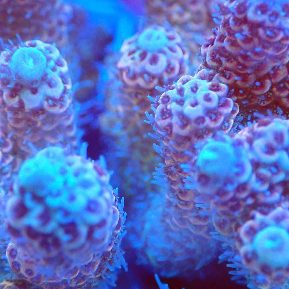 Acro Colony C10 macro
