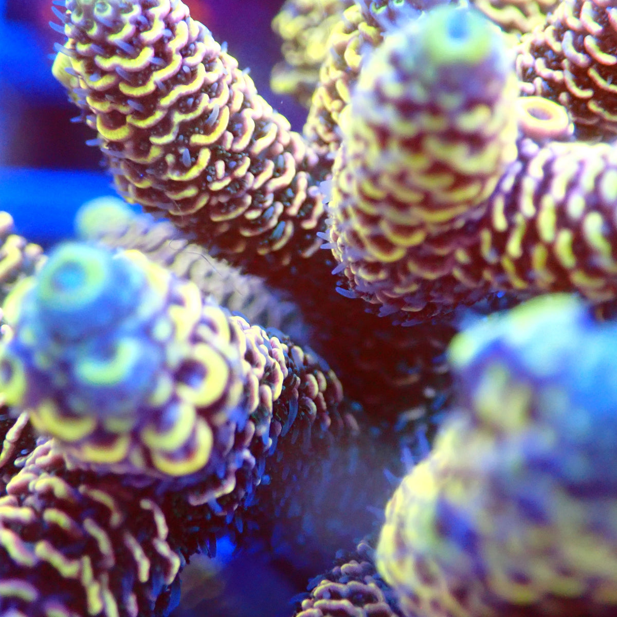 Acro Colony C11 macro
