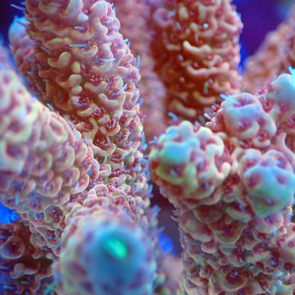 Acro Colony C12 macro