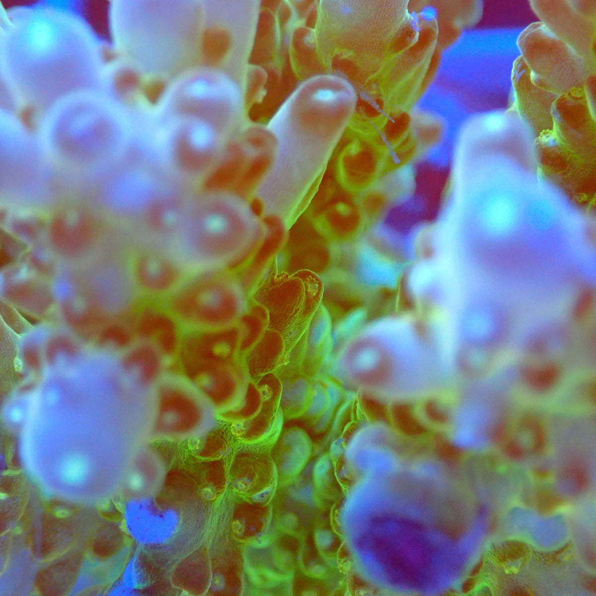 Acro Colony C2 macro