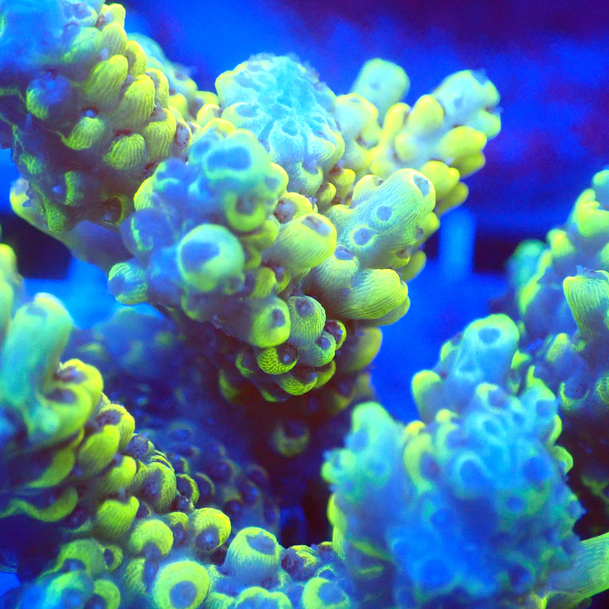 Acro Colony C3 macro