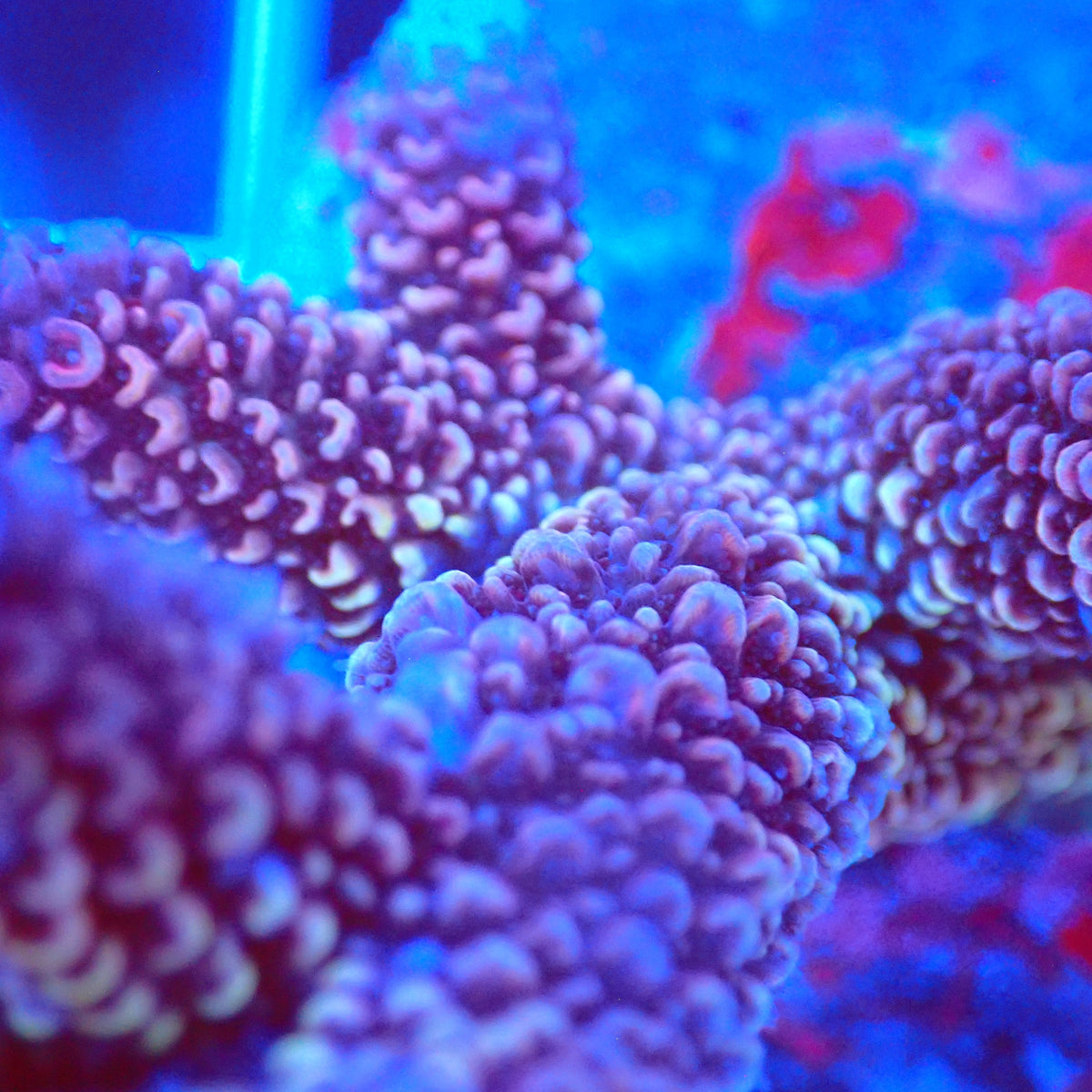 Acro Colony C4 macro