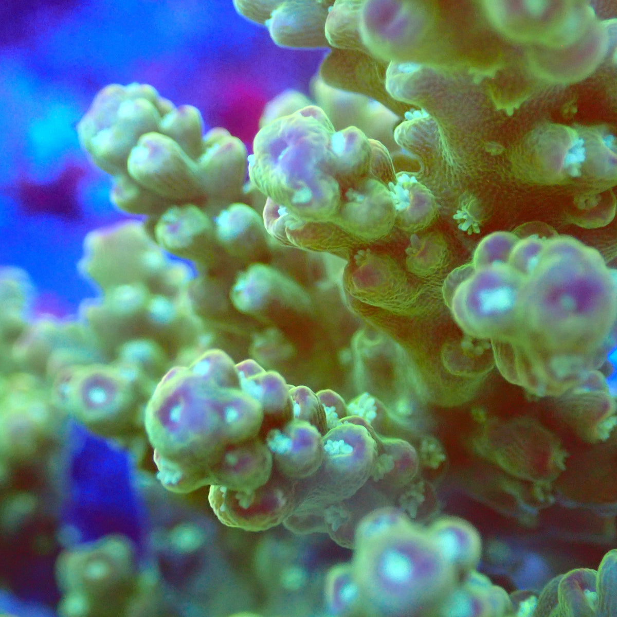 Acro Colony C5 macro