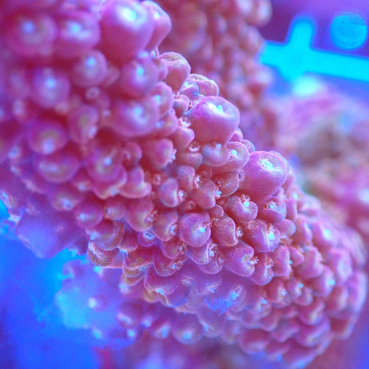 Acro Colony C6 macro