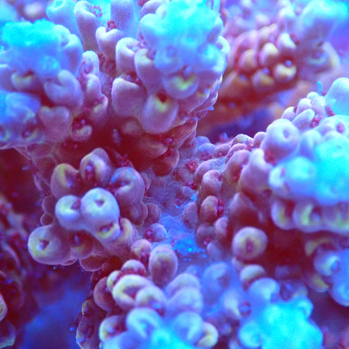Acro Colony C7 macro