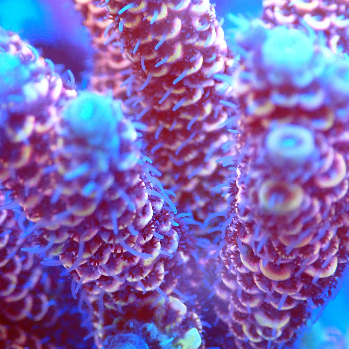 Acro Colony C8 macro