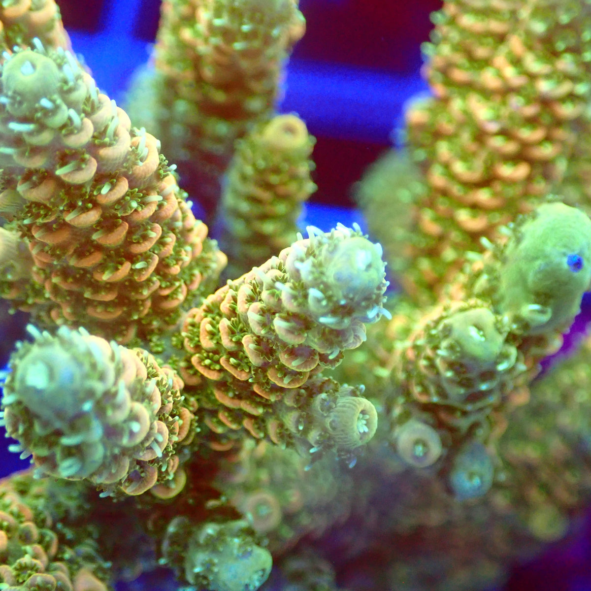 Acro Colony C9 macro