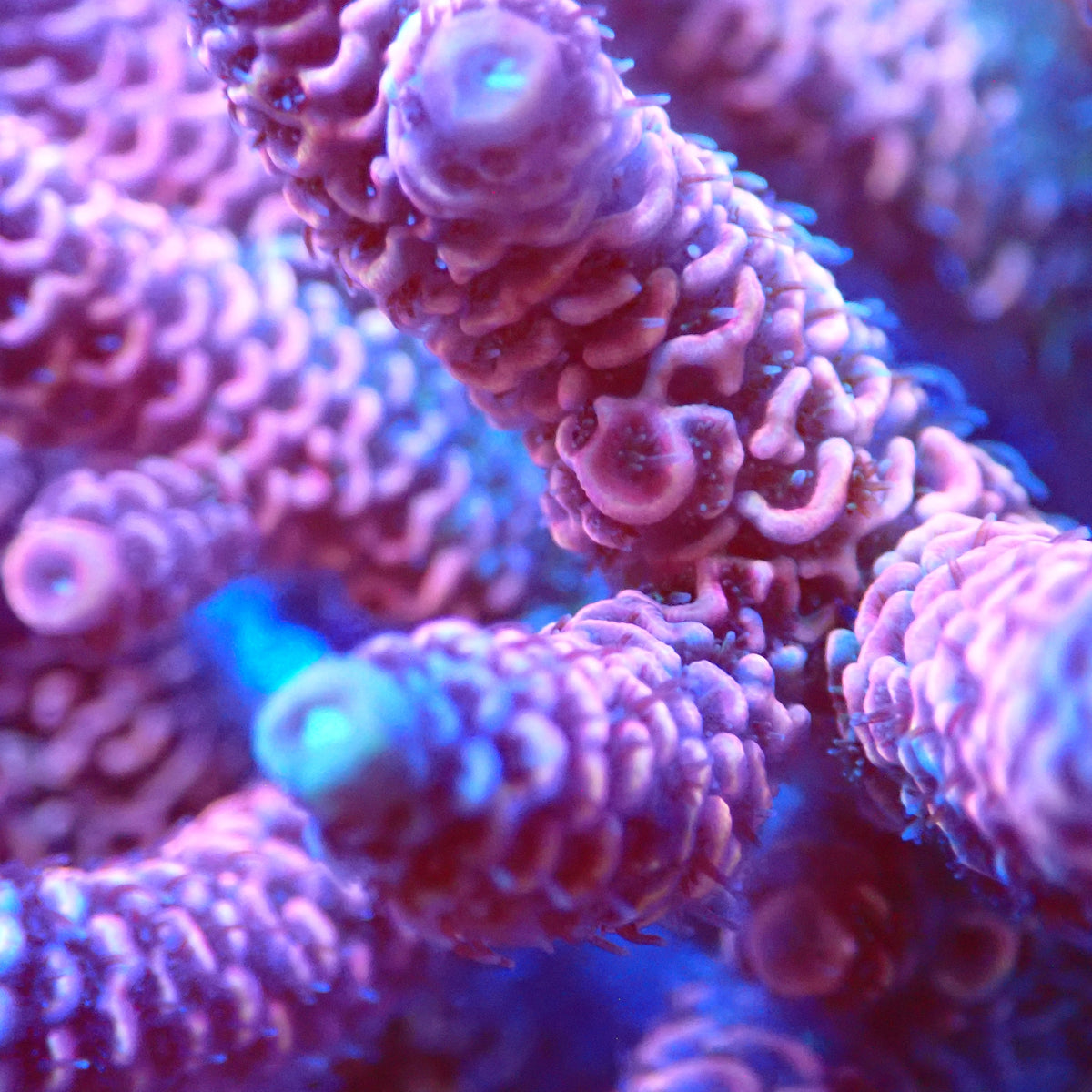 Acro Colony D1 macro