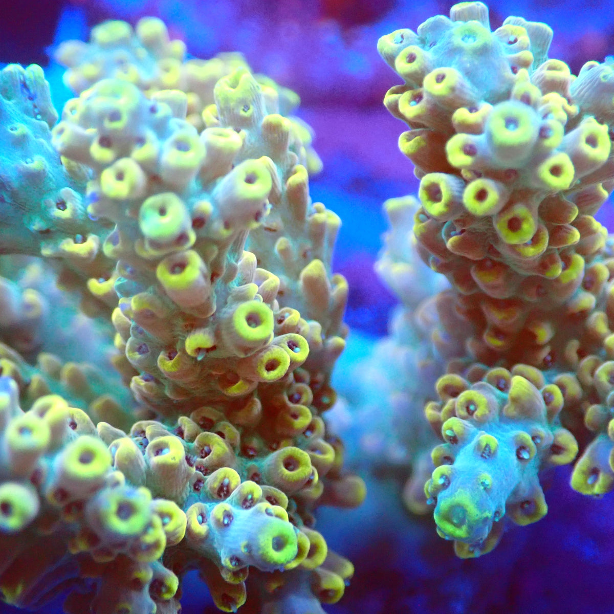 Acro Colony D10 macro