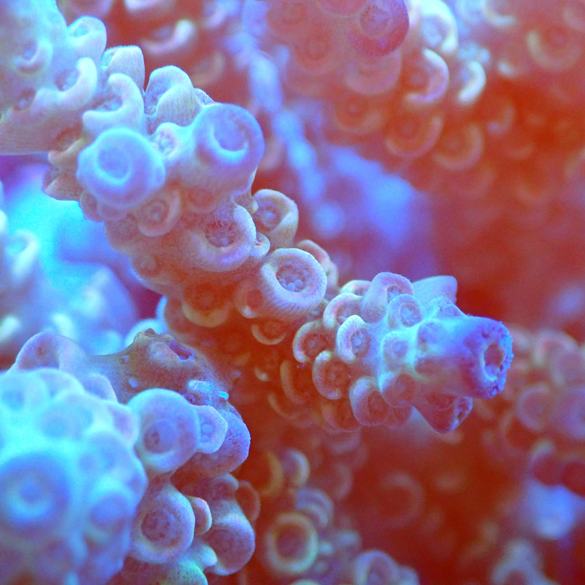 Acro Colony D11 macro