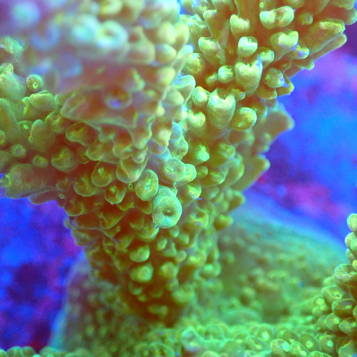Acro Colony D12 macro