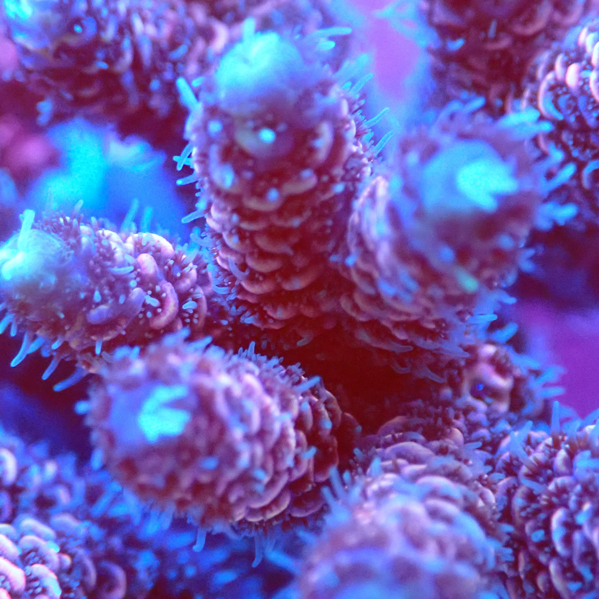 Acro Colony D2 macro