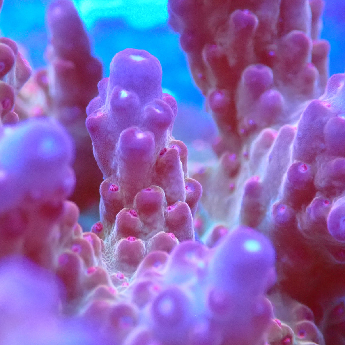 Acro Colony D3 macro