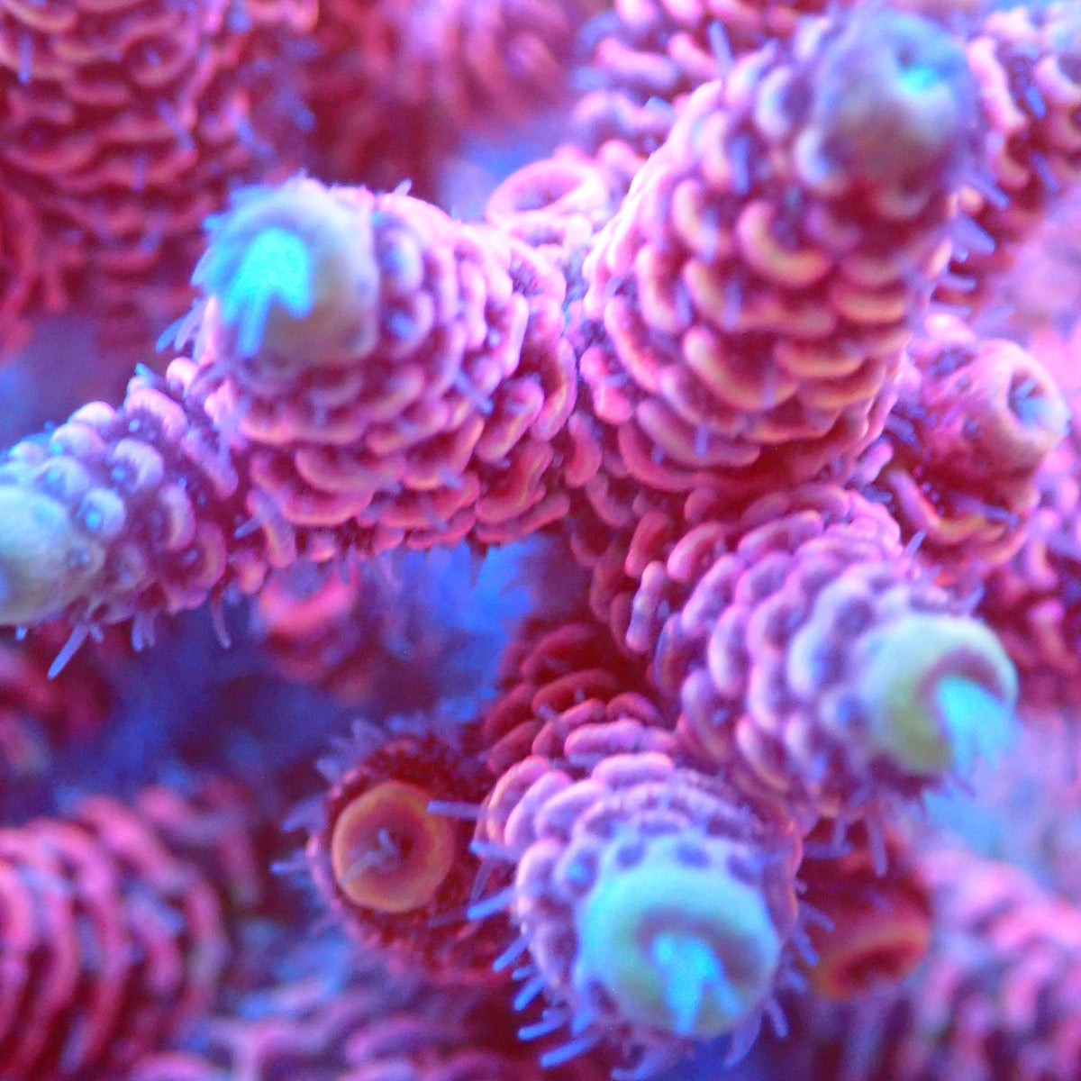 Acro Colony D4 macro