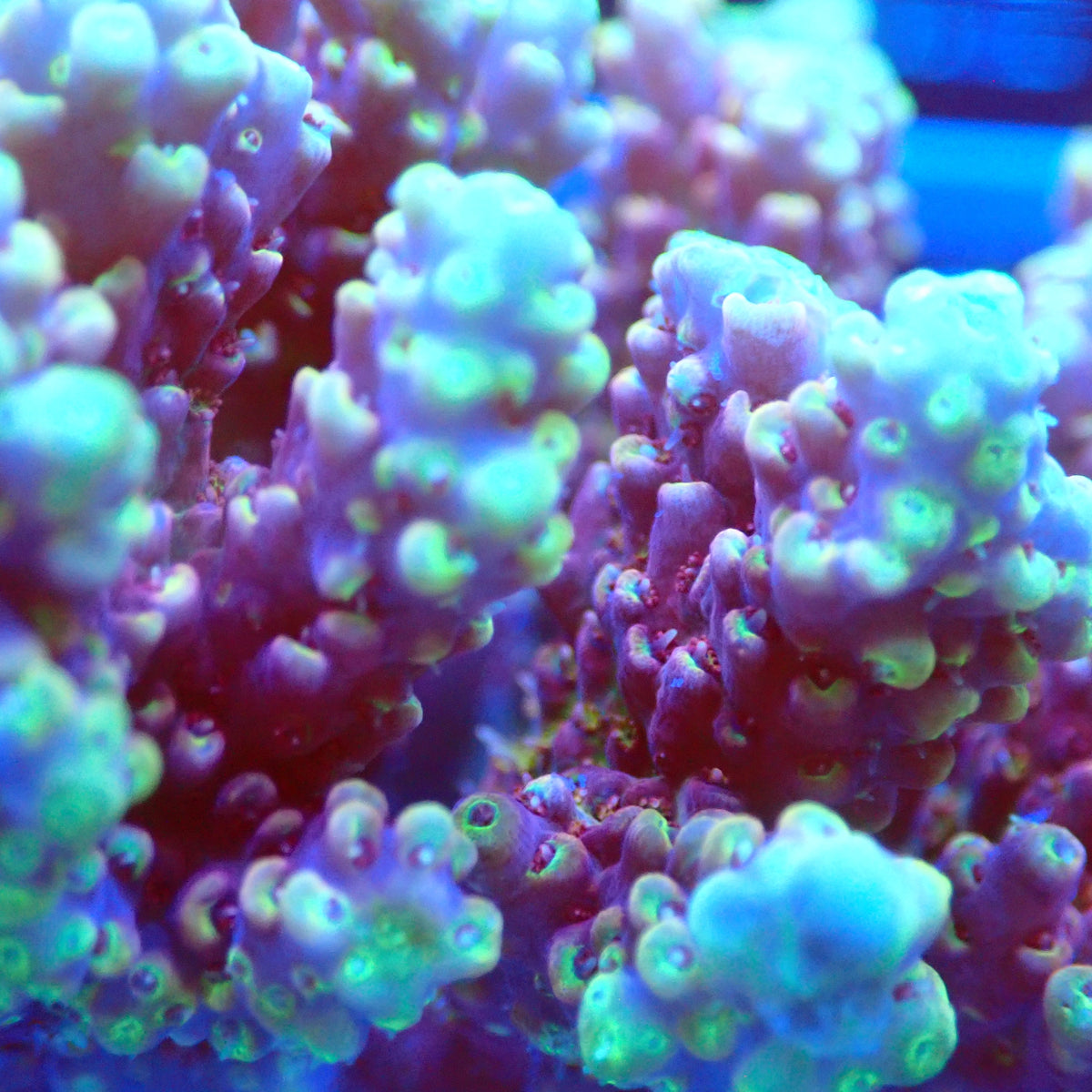 Acro Colony D5 macro