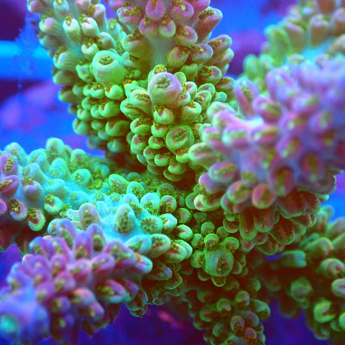 Acro Colony D7 macro