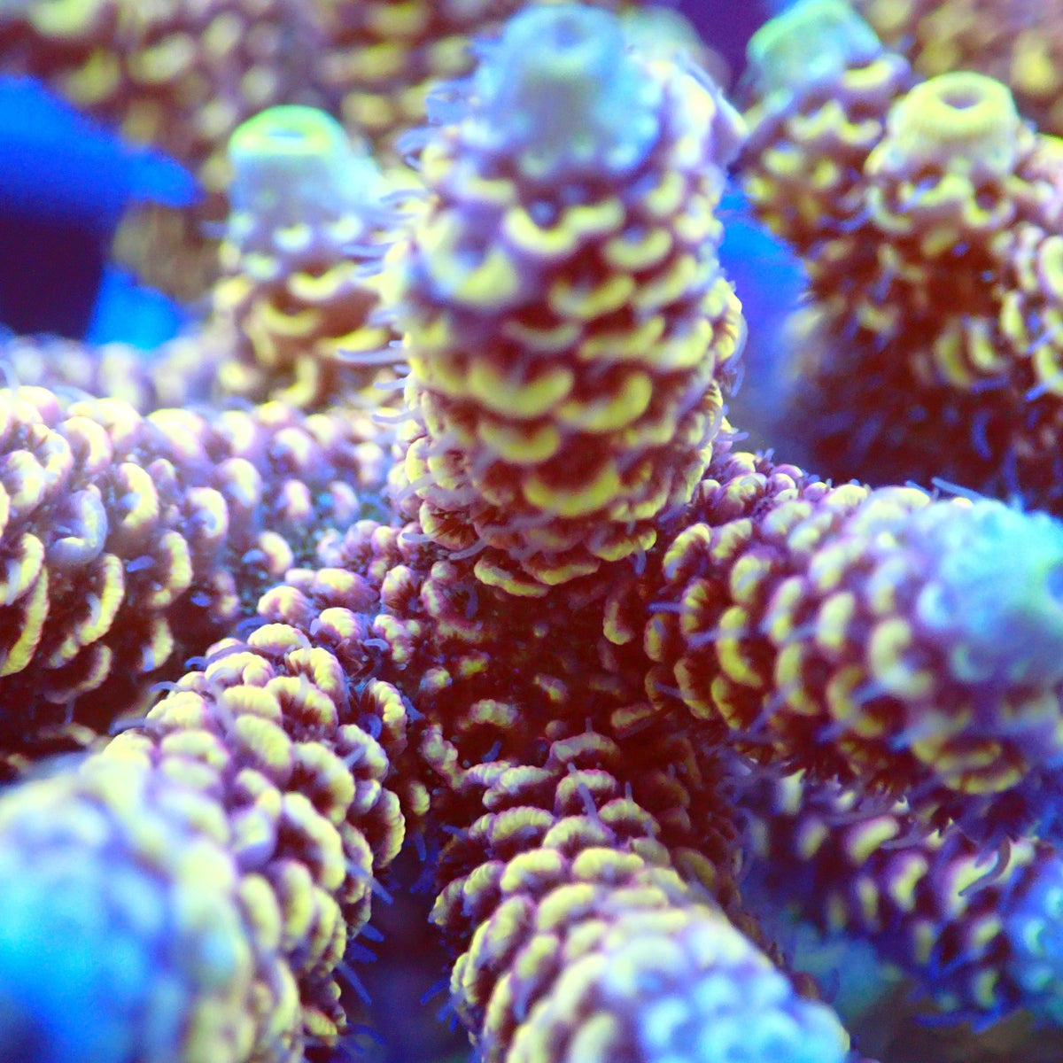 Acro Colony D8 macro