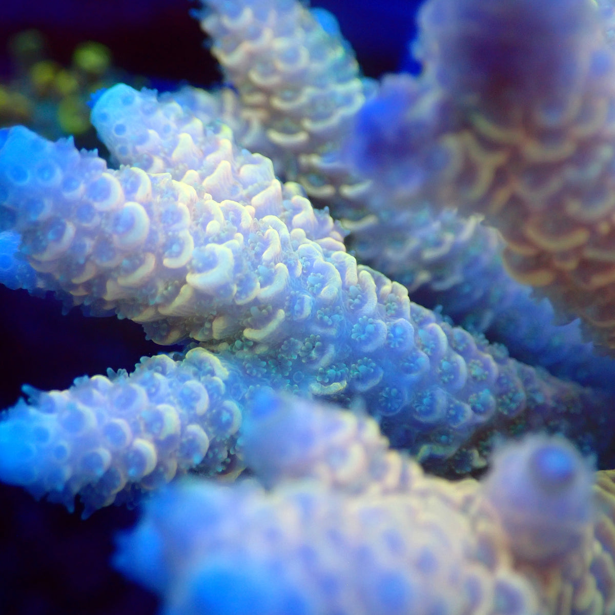 Acro Colony D9 macro
