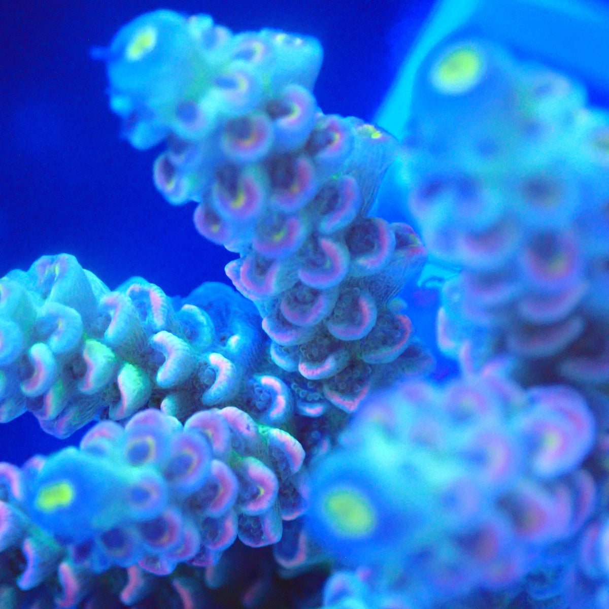 Acro Colony E1 macro