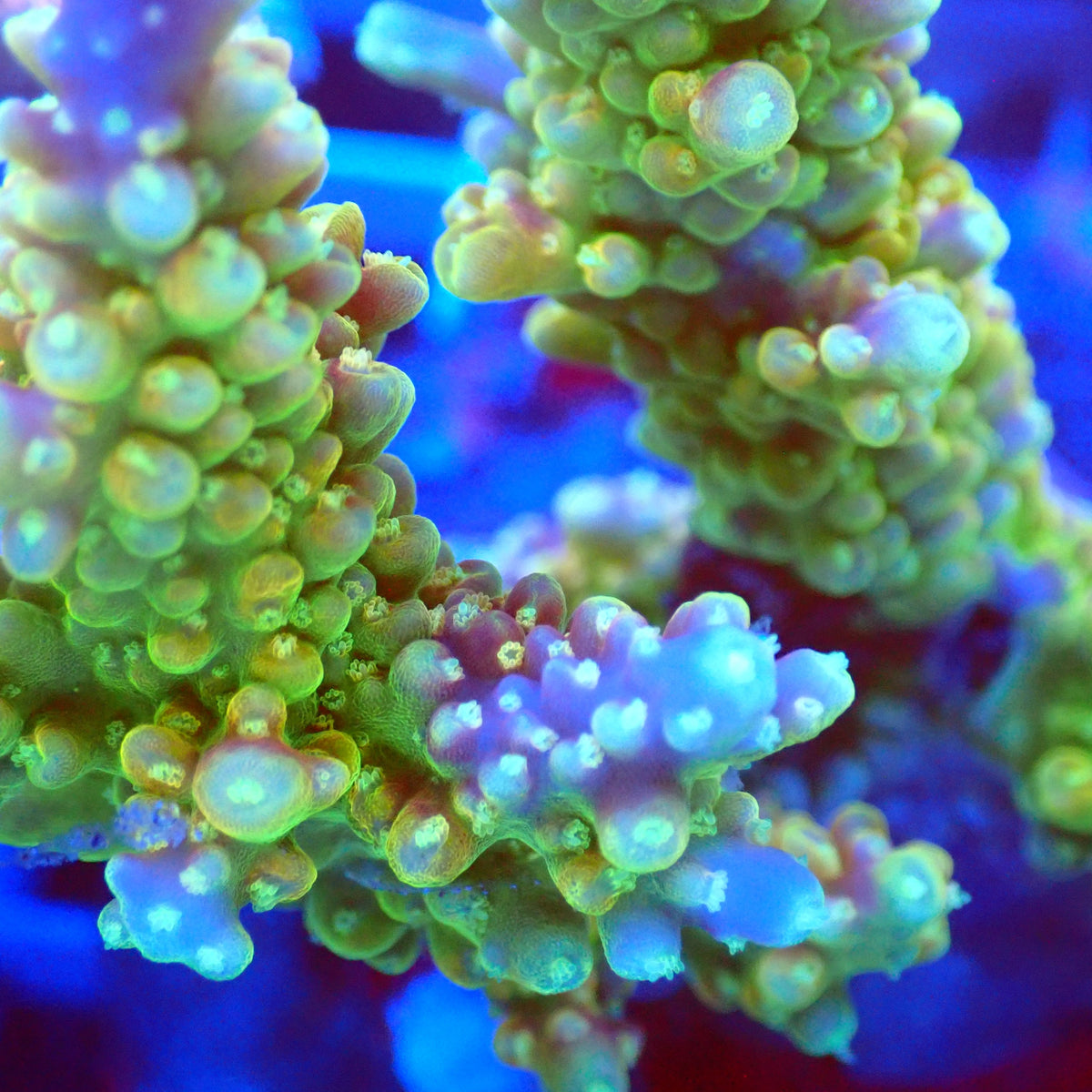 Acro Colony E11 macro