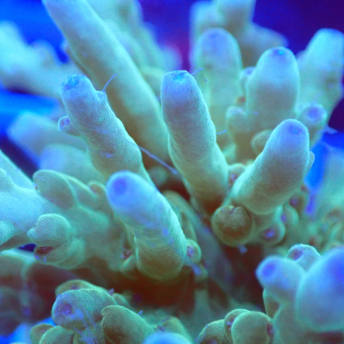 Acro Colony E12 macro