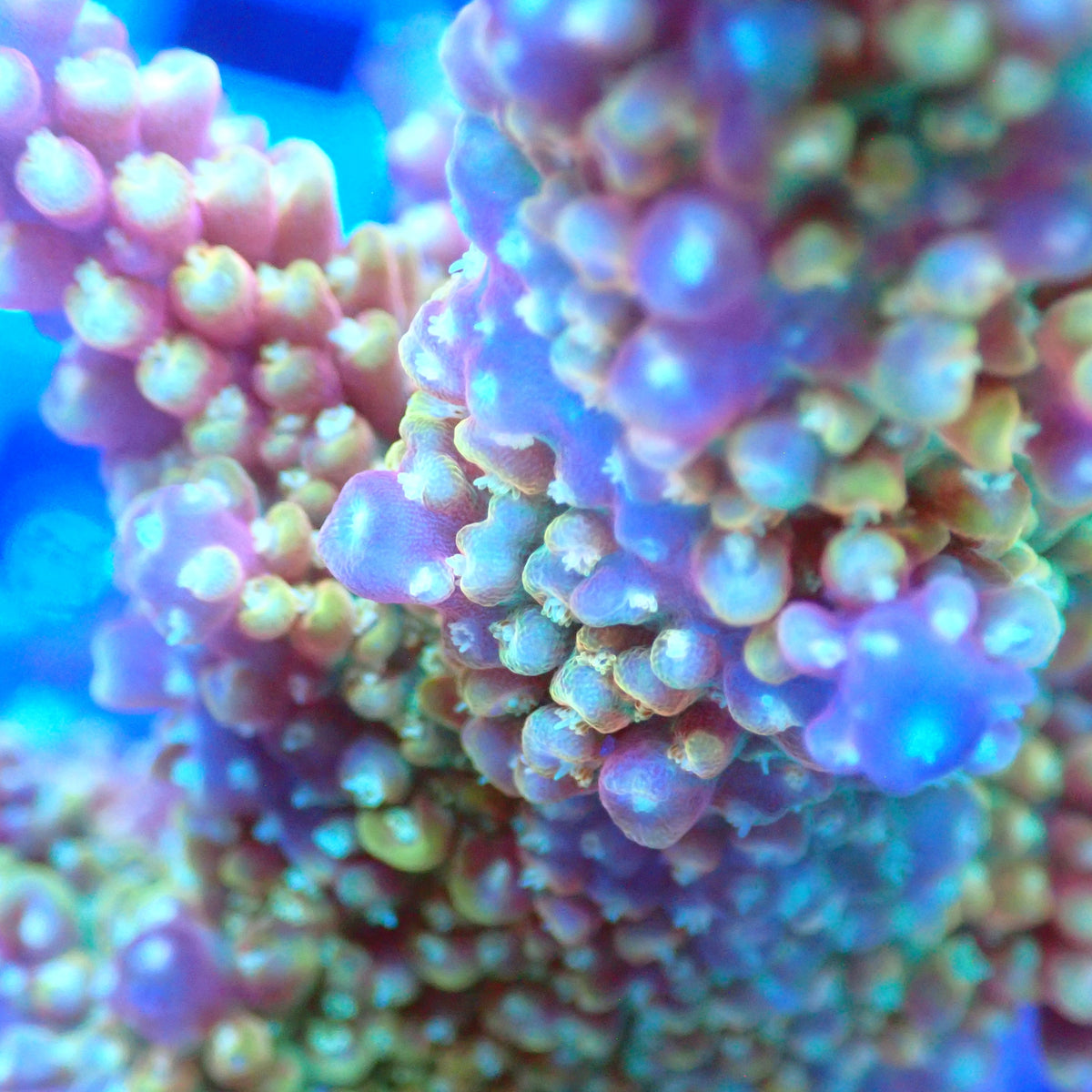 Acro Colony E2 macro
