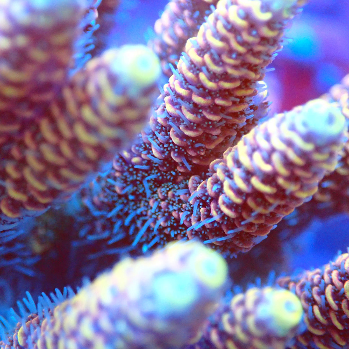Acro Colony E4 macro
