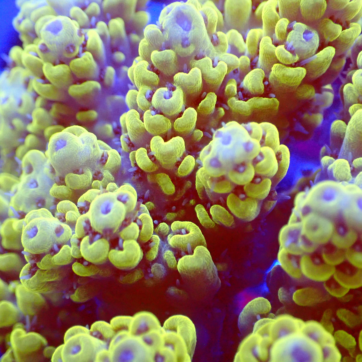 Acro Colony E5 macro