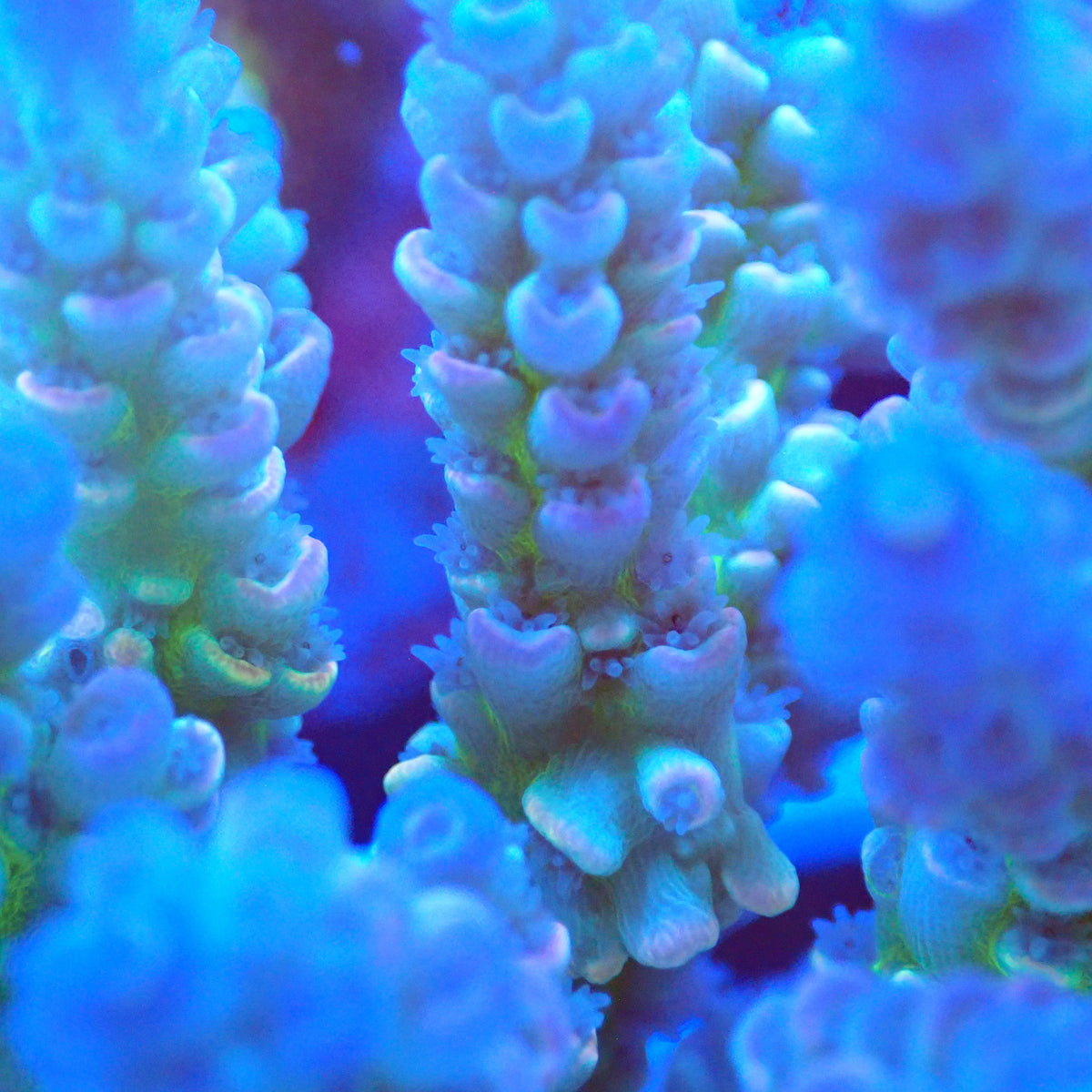 Acro Colony E8 macro