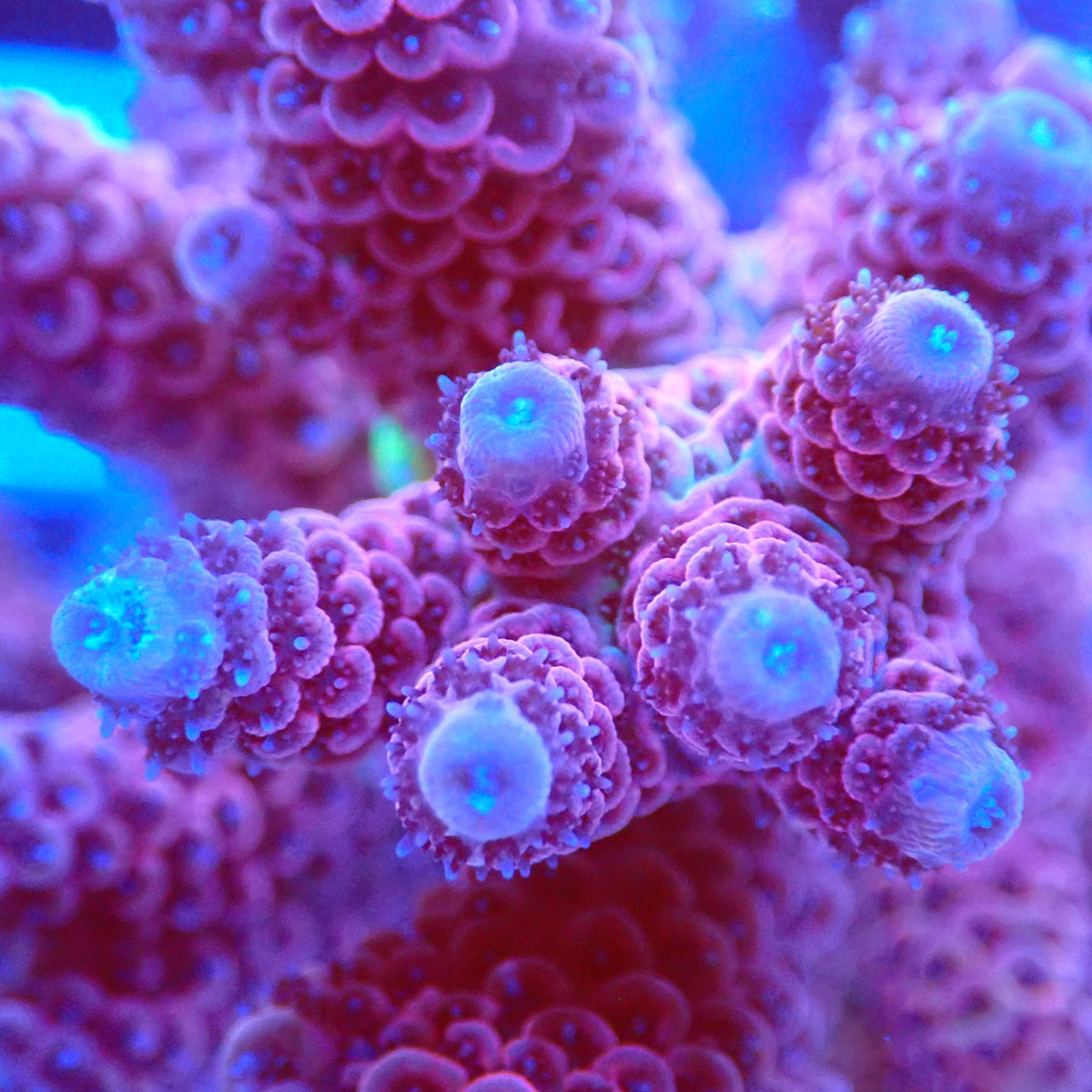 Acro Colony E9 macro