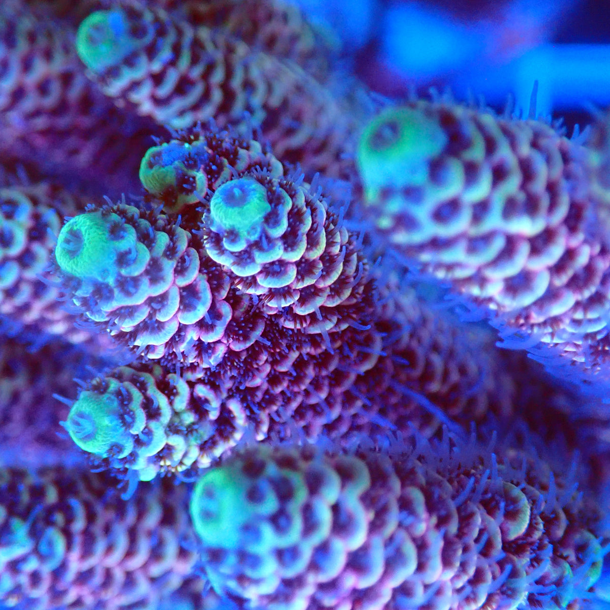 Acro Colony F10 macro