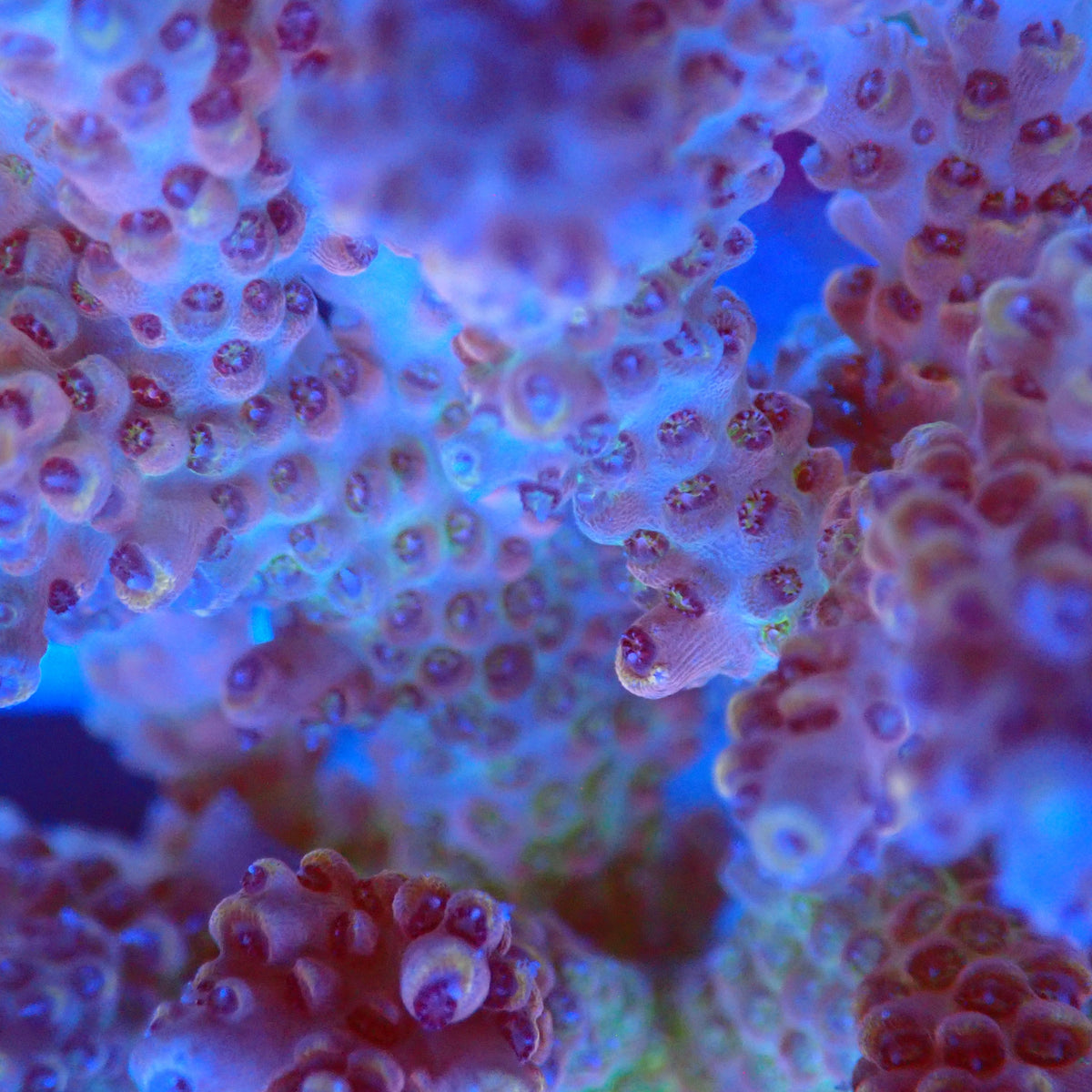 Acro Colony F12 macro