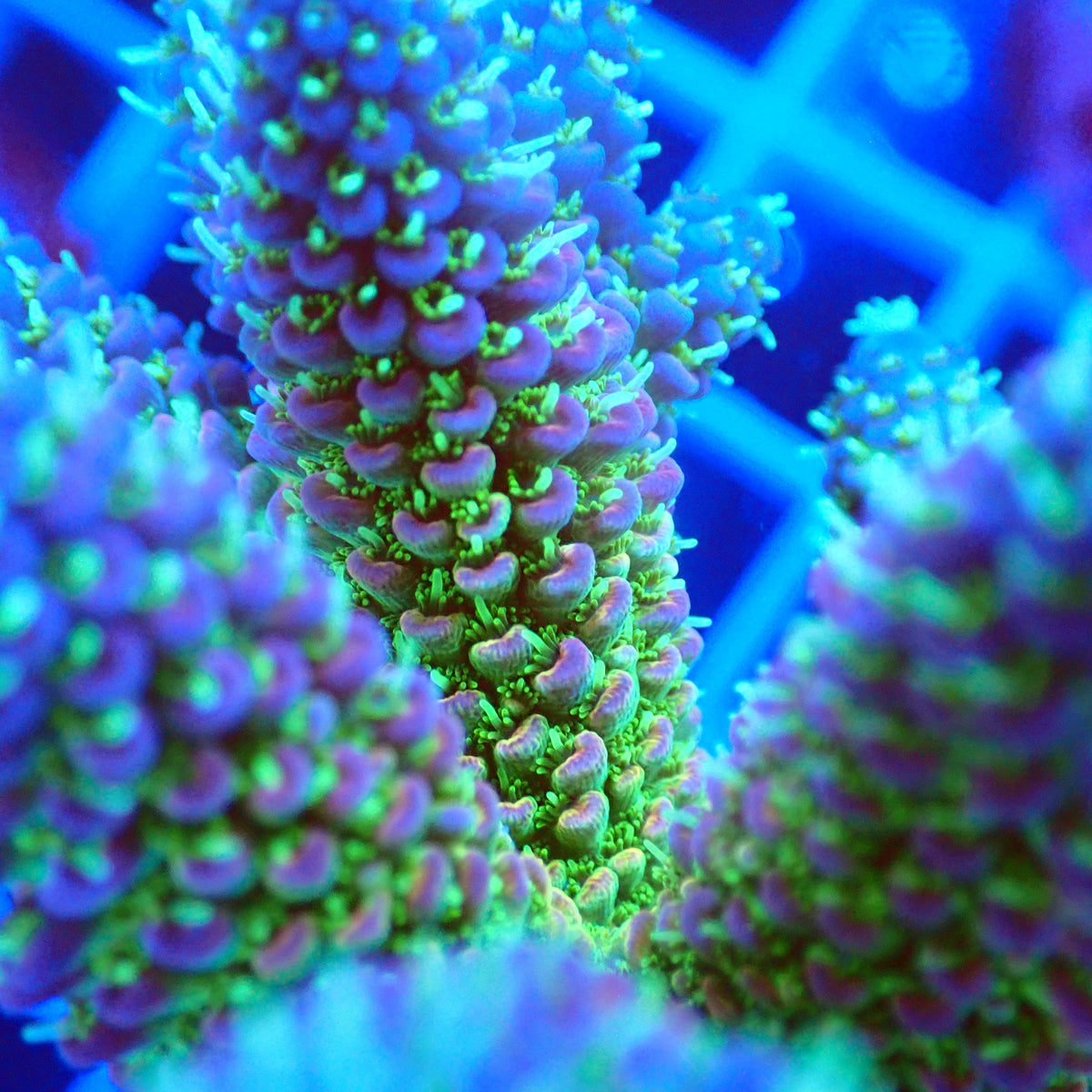 Acro Colony F2 macro