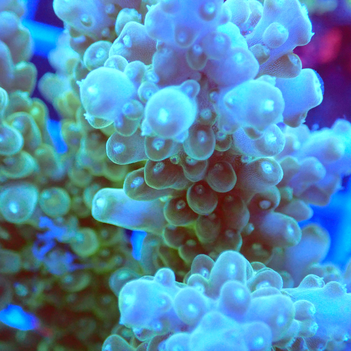 Acro Colony F3 macro
