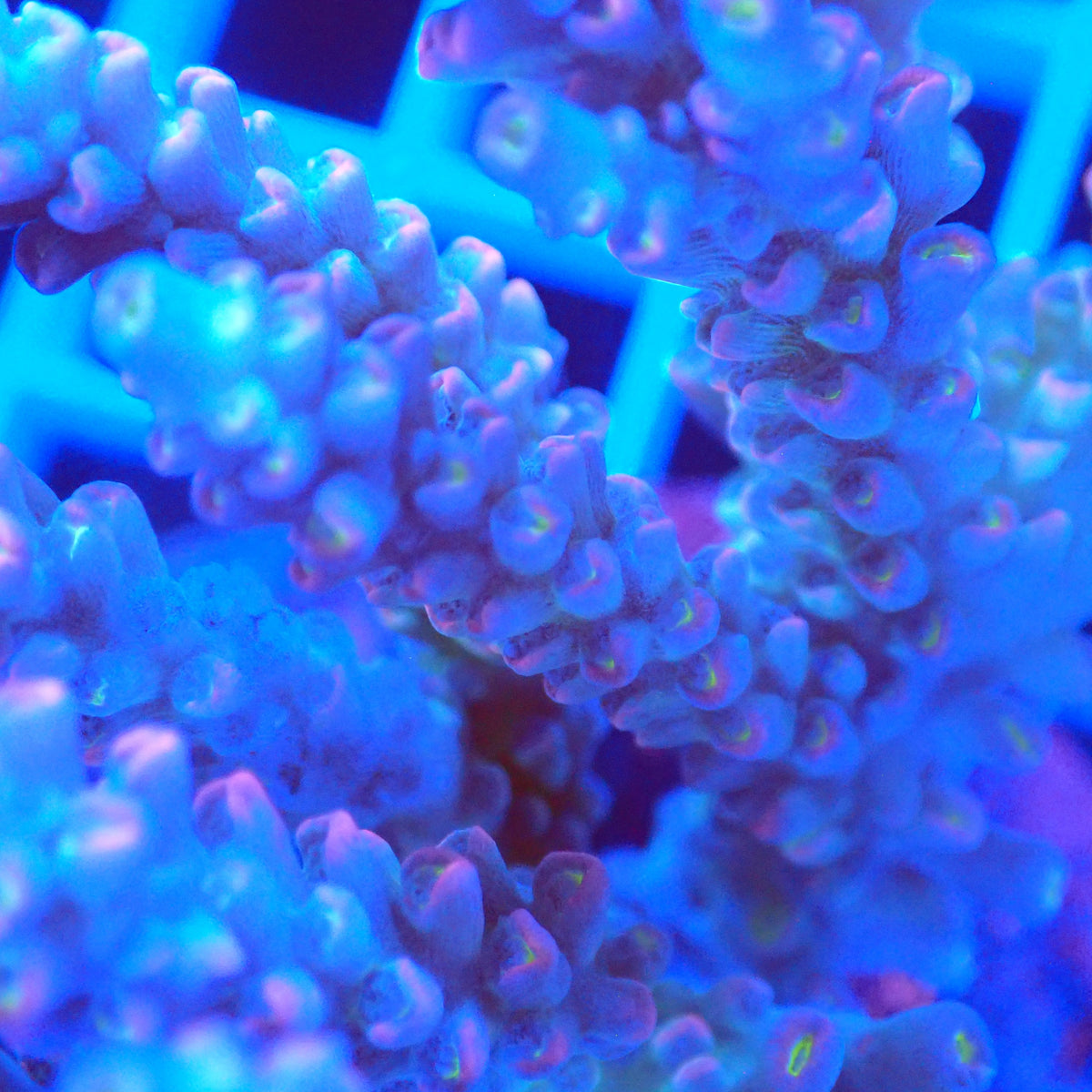 Acro Colony F5 macro